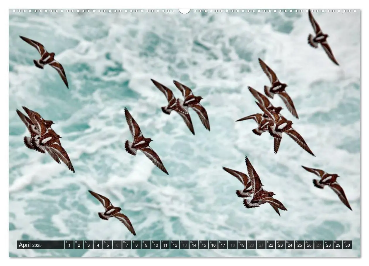 Bild: 9783435806720 | VÖGEL (Wandkalender 2025 DIN A2 quer), CALVENDO Monatskalender | 2025