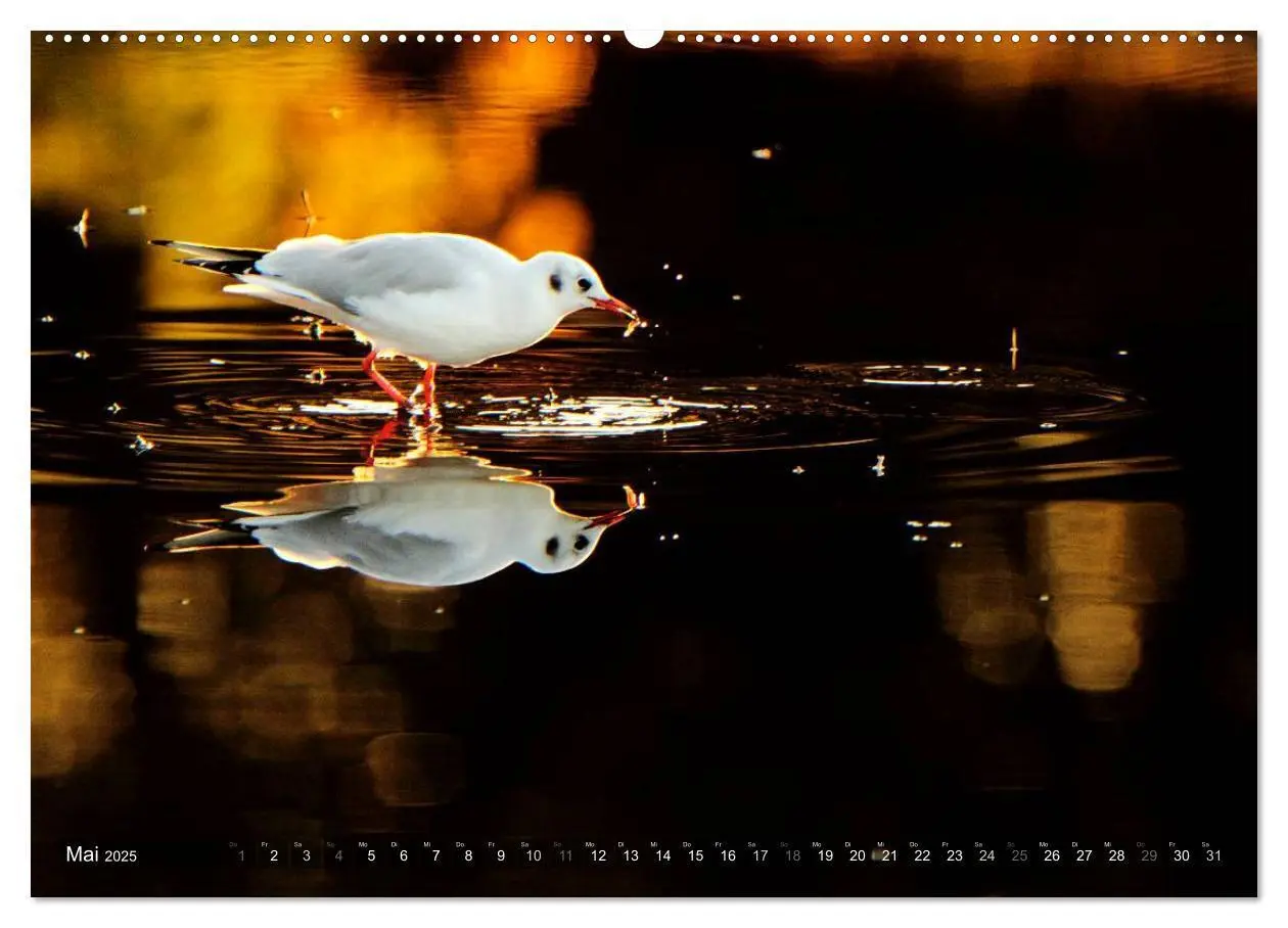 Bild: 9783435806720 | VÖGEL (Wandkalender 2025 DIN A2 quer), CALVENDO Monatskalender | 2025