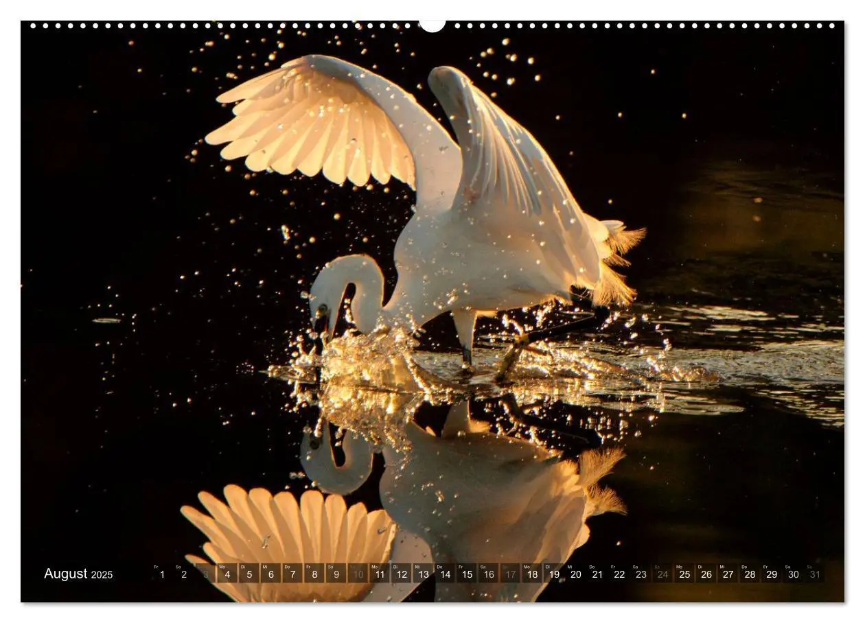 Bild: 9783435806720 | VÖGEL (Wandkalender 2025 DIN A2 quer), CALVENDO Monatskalender | 2025