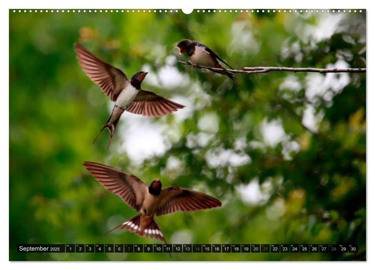 Bild: 9783435806720 | VÖGEL (Wandkalender 2025 DIN A2 quer), CALVENDO Monatskalender | 2025