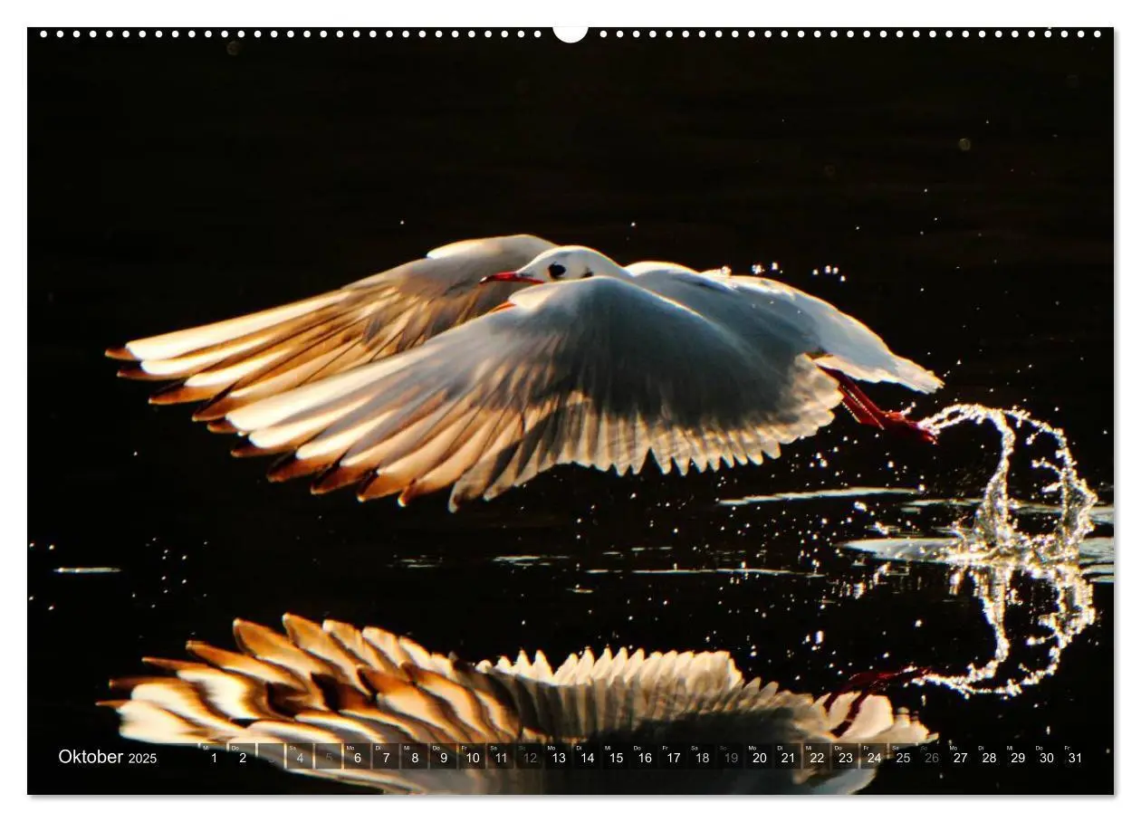 Bild: 9783435806720 | VÖGEL (Wandkalender 2025 DIN A2 quer), CALVENDO Monatskalender | 2025