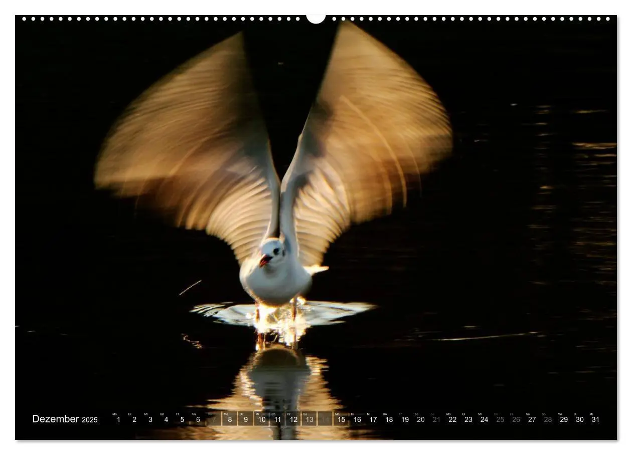 Bild: 9783435806720 | VÖGEL (Wandkalender 2025 DIN A2 quer), CALVENDO Monatskalender | 2025