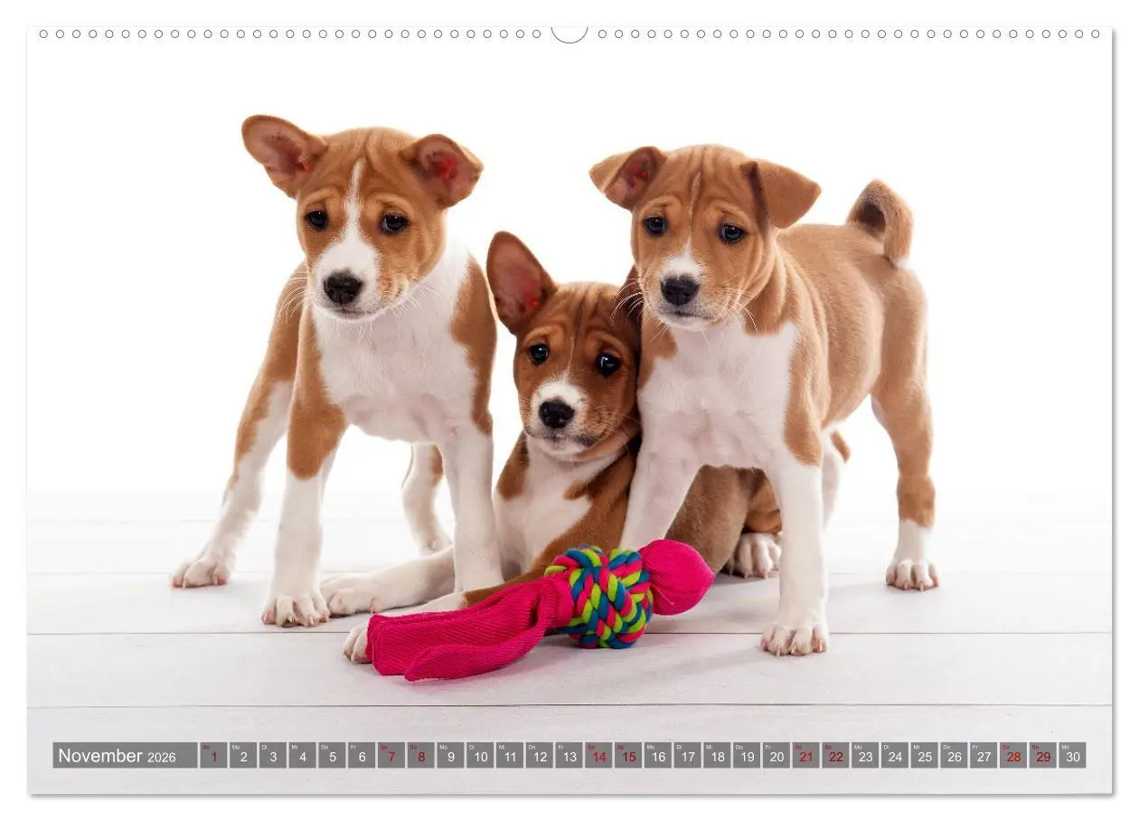 Bild: 9783457446720 | Coole Basenjis (hochwertiger Premium Wandkalender 2026 DIN A2...