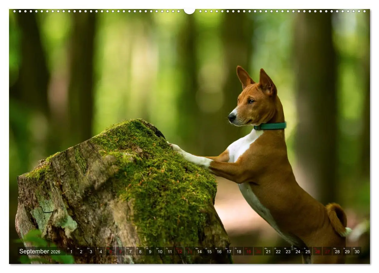 Bild: 9783457446720 | Coole Basenjis (hochwertiger Premium Wandkalender 2026 DIN A2...