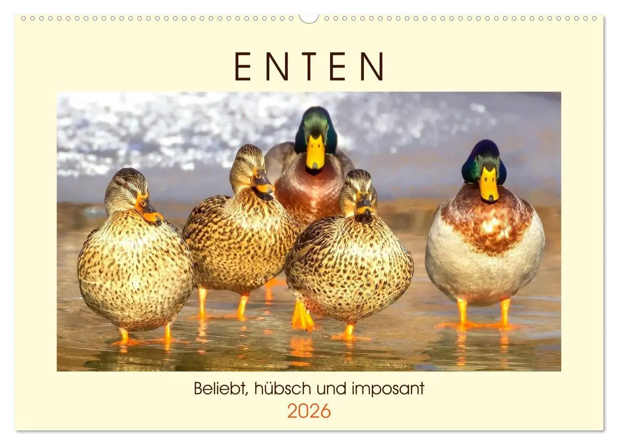 Cover: 9783457826720 | Enten. Beliebt, hübsch und imposant (Wandkalender 2026 DIN A2...