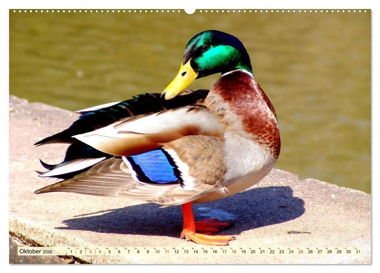 Bild: 9783457826720 | Enten. Beliebt, hübsch und imposant (Wandkalender 2026 DIN A2...