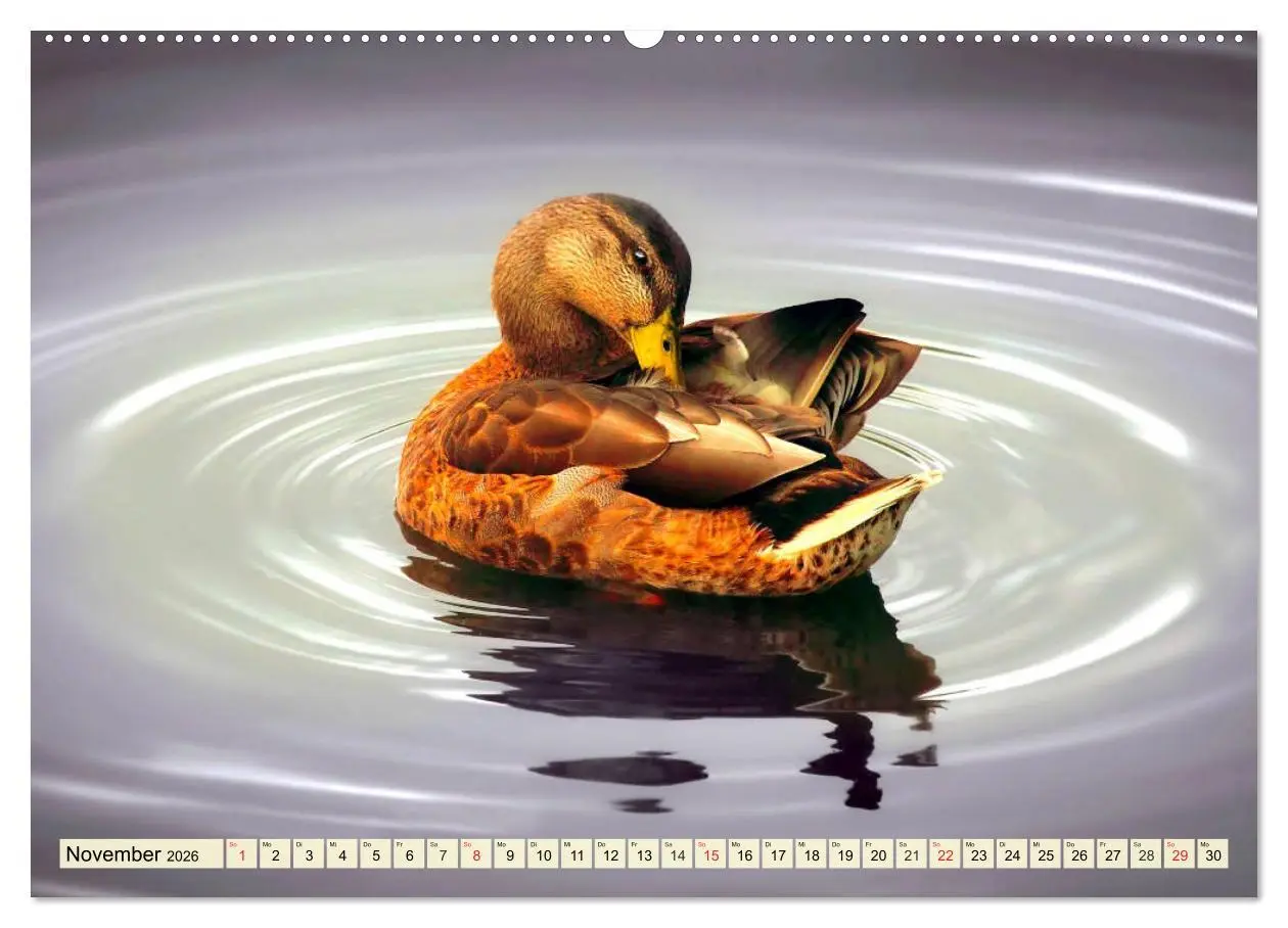 Bild: 9783457826720 | Enten. Beliebt, hübsch und imposant (Wandkalender 2026 DIN A2...