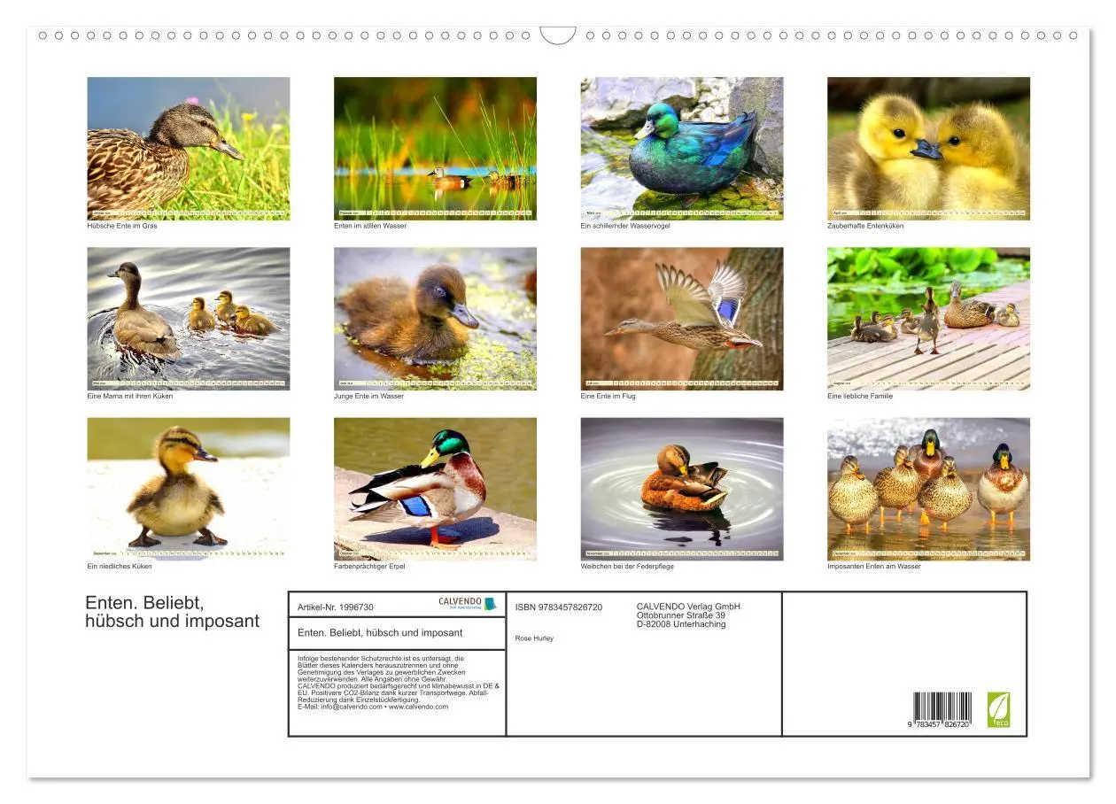Bild: 9783457826720 | Enten. Beliebt, hübsch und imposant (Wandkalender 2026 DIN A2...