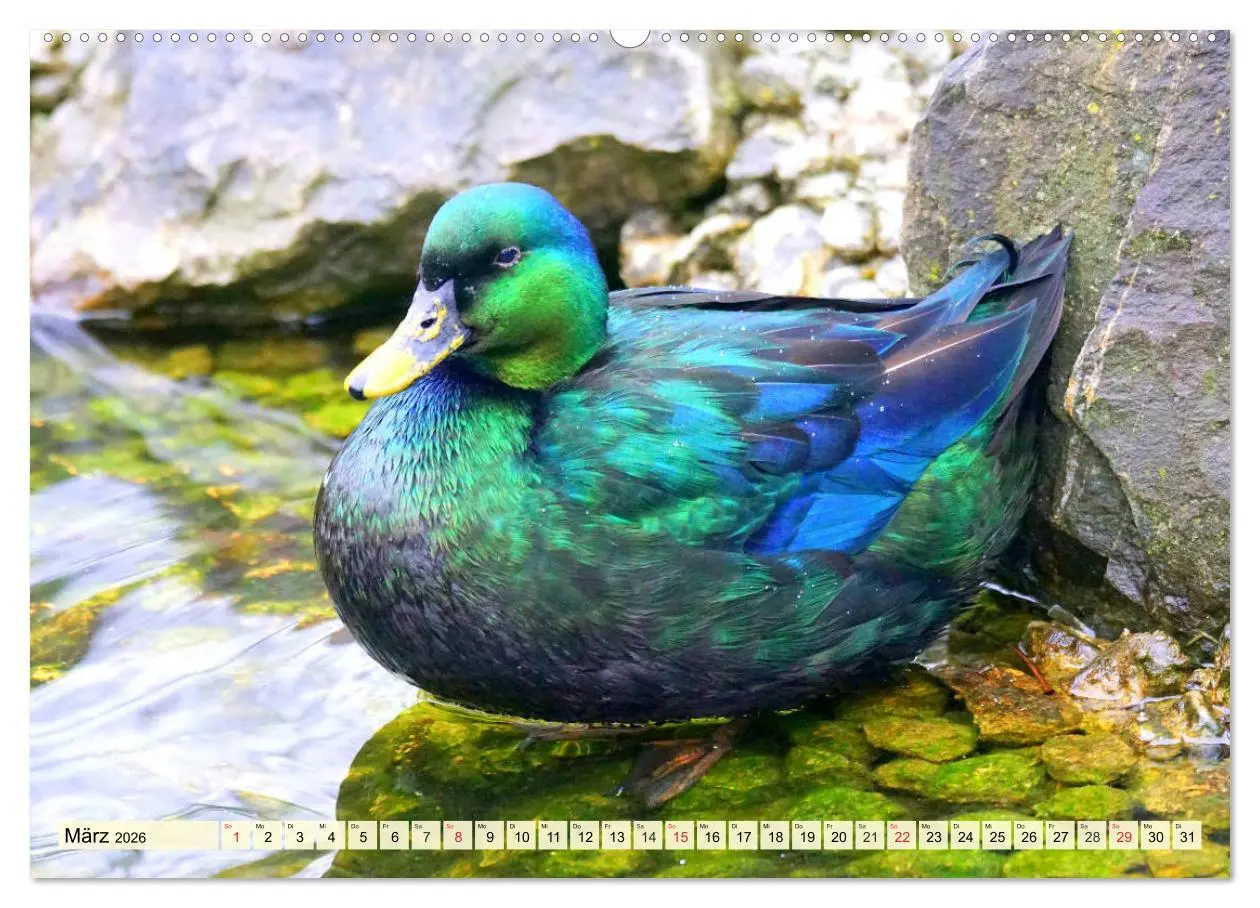 Bild: 9783457826720 | Enten. Beliebt, hübsch und imposant (Wandkalender 2026 DIN A2...