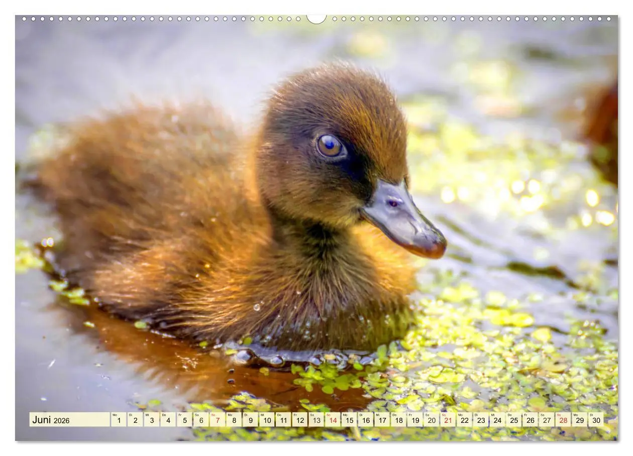 Bild: 9783457826720 | Enten. Beliebt, hübsch und imposant (Wandkalender 2026 DIN A2...