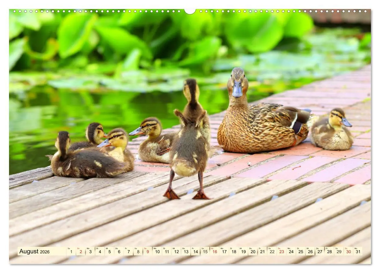 Bild: 9783457826720 | Enten. Beliebt, hübsch und imposant (Wandkalender 2026 DIN A2...