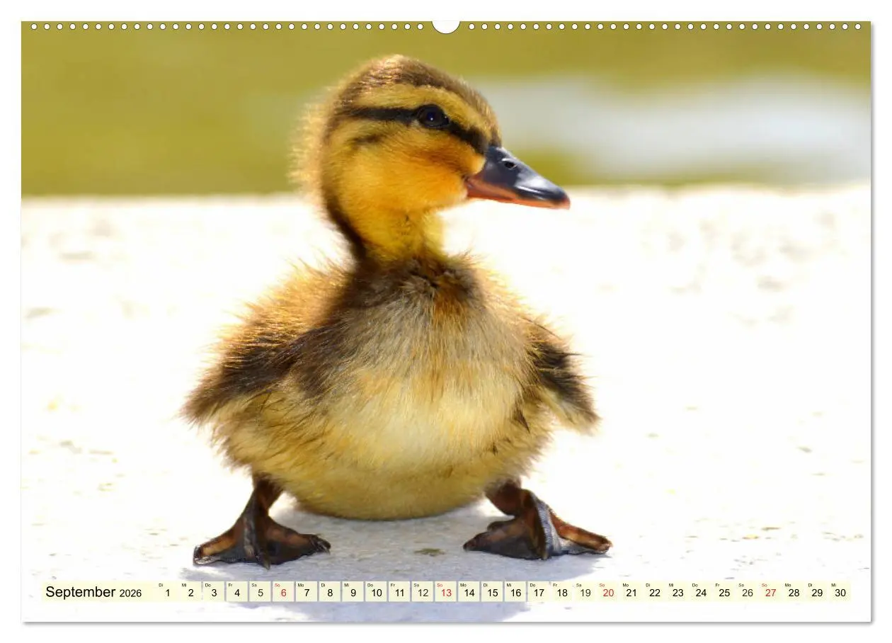Bild: 9783457826720 | Enten. Beliebt, hübsch und imposant (Wandkalender 2026 DIN A2...