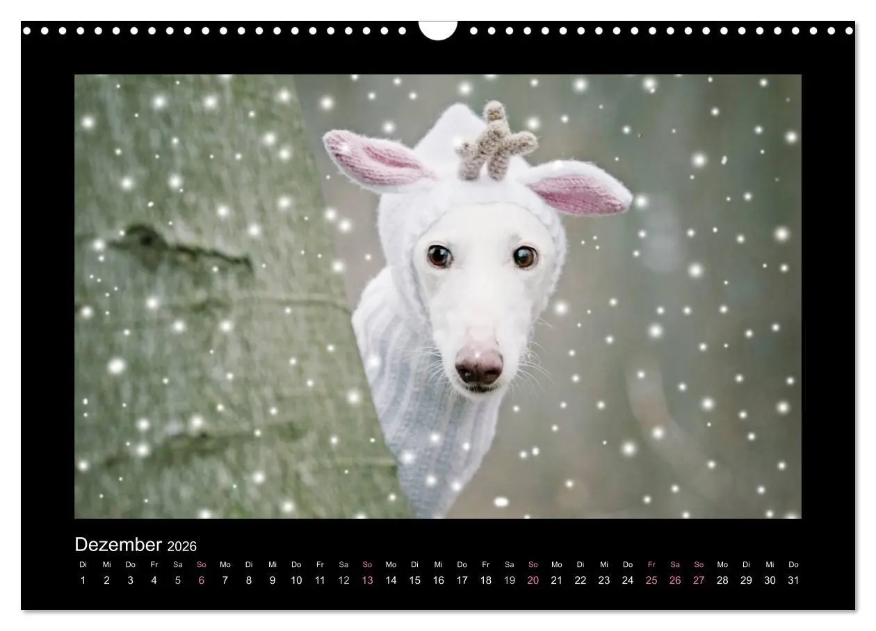 Bild: 9783516086720 | Windhund bunt (Wandkalender 2026 DIN A3 quer), CALVENDO Monatskalender