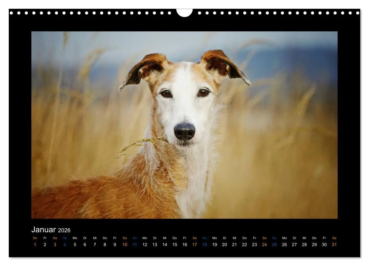 Bild: 9783516086720 | Windhund bunt (Wandkalender 2026 DIN A3 quer), CALVENDO Monatskalender