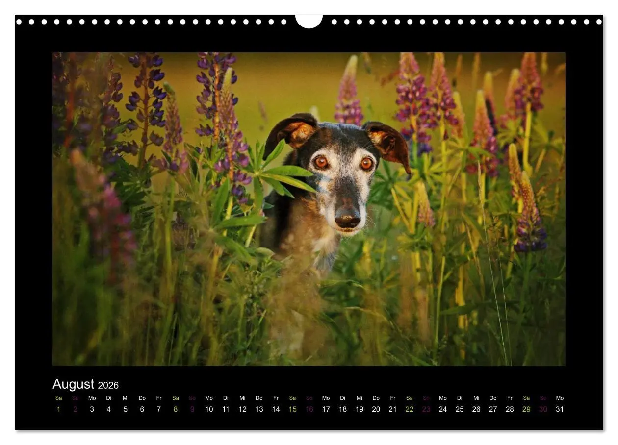 Bild: 9783516086720 | Windhund bunt (Wandkalender 2026 DIN A3 quer), CALVENDO Monatskalender
