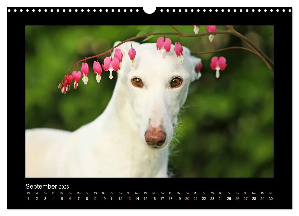 Bild: 9783516086720 | Windhund bunt (Wandkalender 2026 DIN A3 quer), CALVENDO Monatskalender
