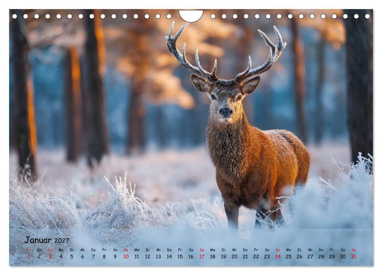 Bild: 9783516846720 | Jagd und Natur - Kalender für Jäger mit Wildtieren Deutschlands im...