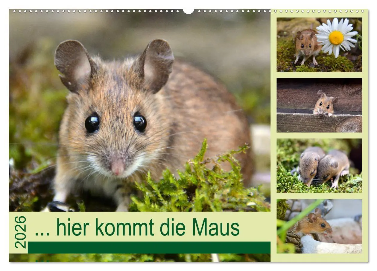 Cover: 9783457806920 | ... hier kommt die Maus ... (Wandkalender 2026 DIN A2 quer),...