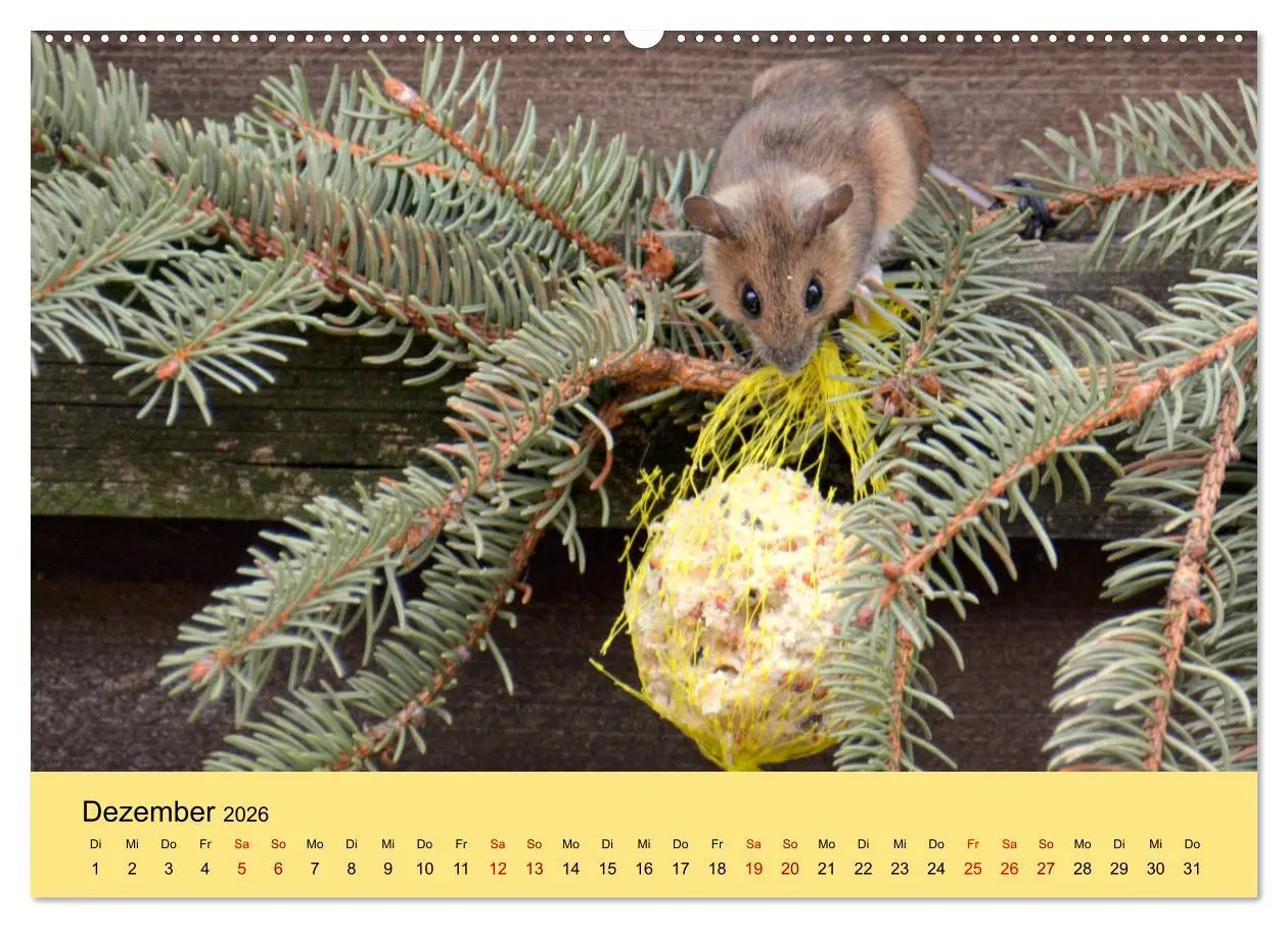 Bild: 9783457806920 | ... hier kommt die Maus ... (Wandkalender 2026 DIN A2 quer),...