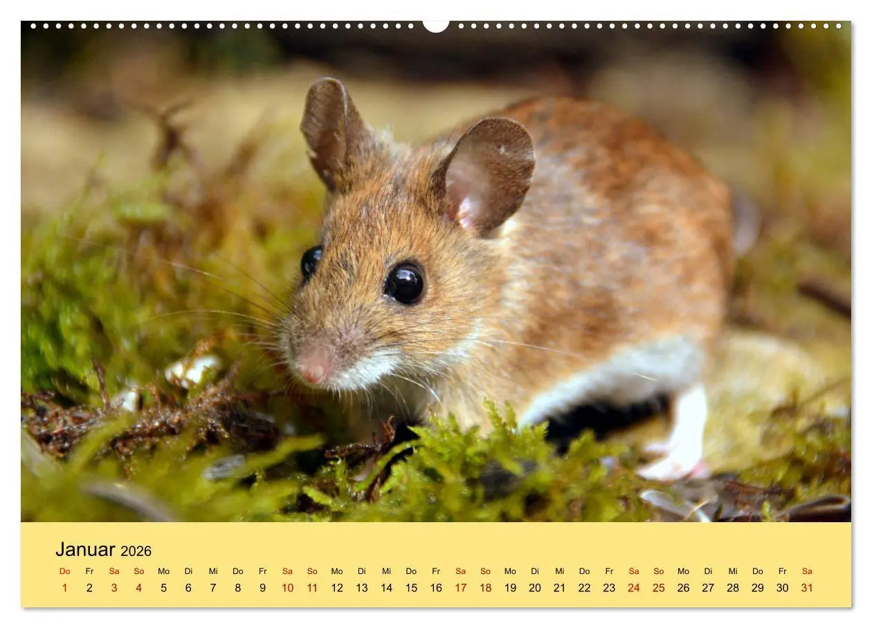 Bild: 9783457806920 | ... hier kommt die Maus ... (Wandkalender 2026 DIN A2 quer),...