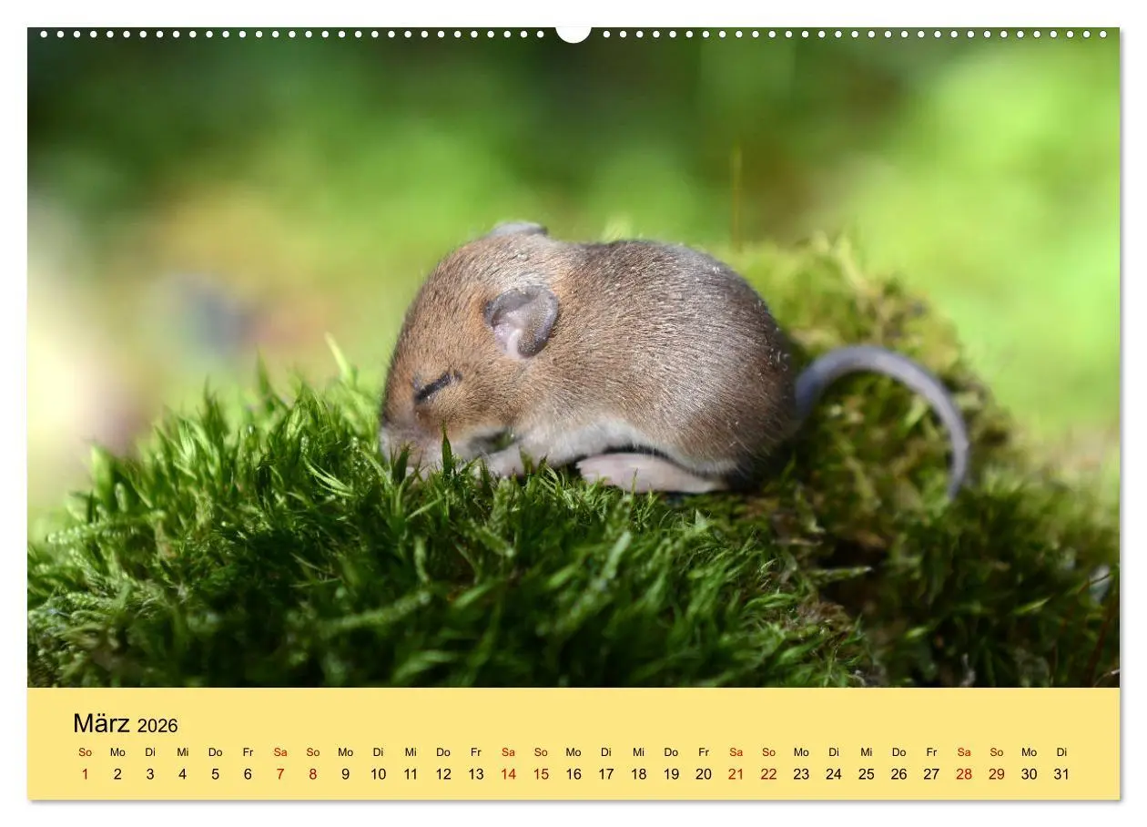 Bild: 9783457806920 | ... hier kommt die Maus ... (Wandkalender 2026 DIN A2 quer),...