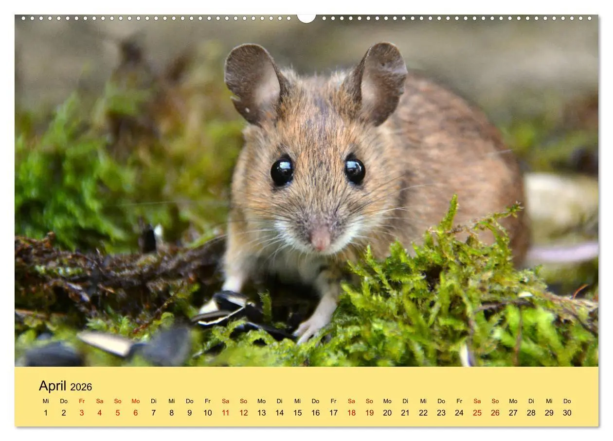 Bild: 9783457806920 | ... hier kommt die Maus ... (Wandkalender 2026 DIN A2 quer),...
