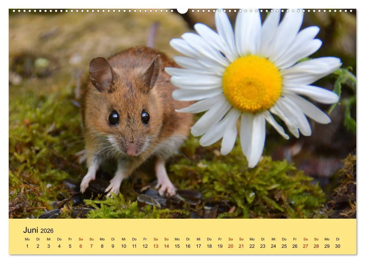 Bild: 9783457806920 | ... hier kommt die Maus ... (Wandkalender 2026 DIN A2 quer),...