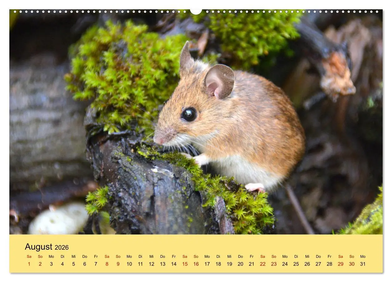 Bild: 9783457806920 | ... hier kommt die Maus ... (Wandkalender 2026 DIN A2 quer),...