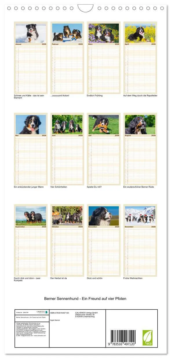 Bild: 9783516497120 | Familienplaner 2026 - Berner Sennenhund - Ein Freund auf vier...