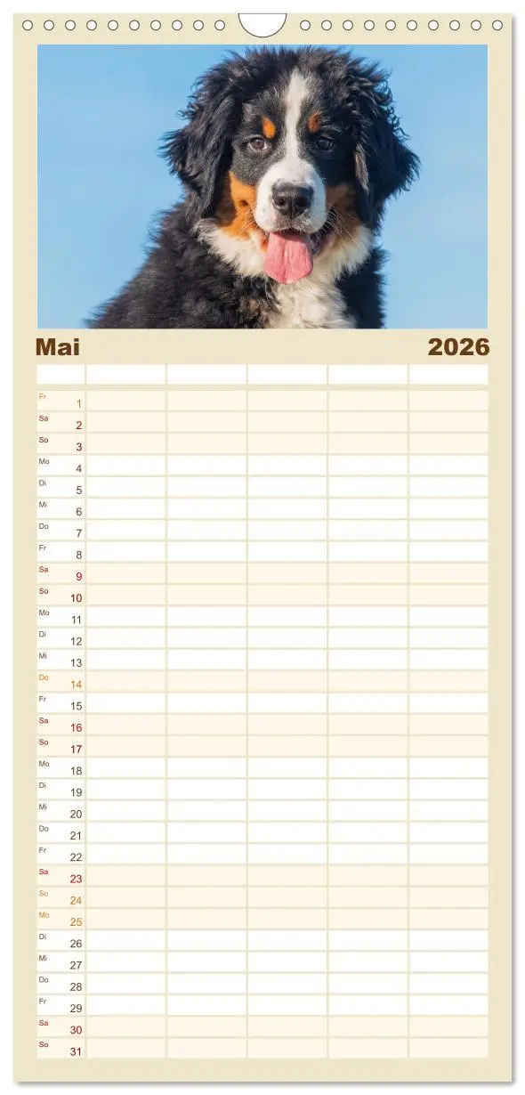Bild: 9783516497120 | Familienplaner 2026 - Berner Sennenhund - Ein Freund auf vier...