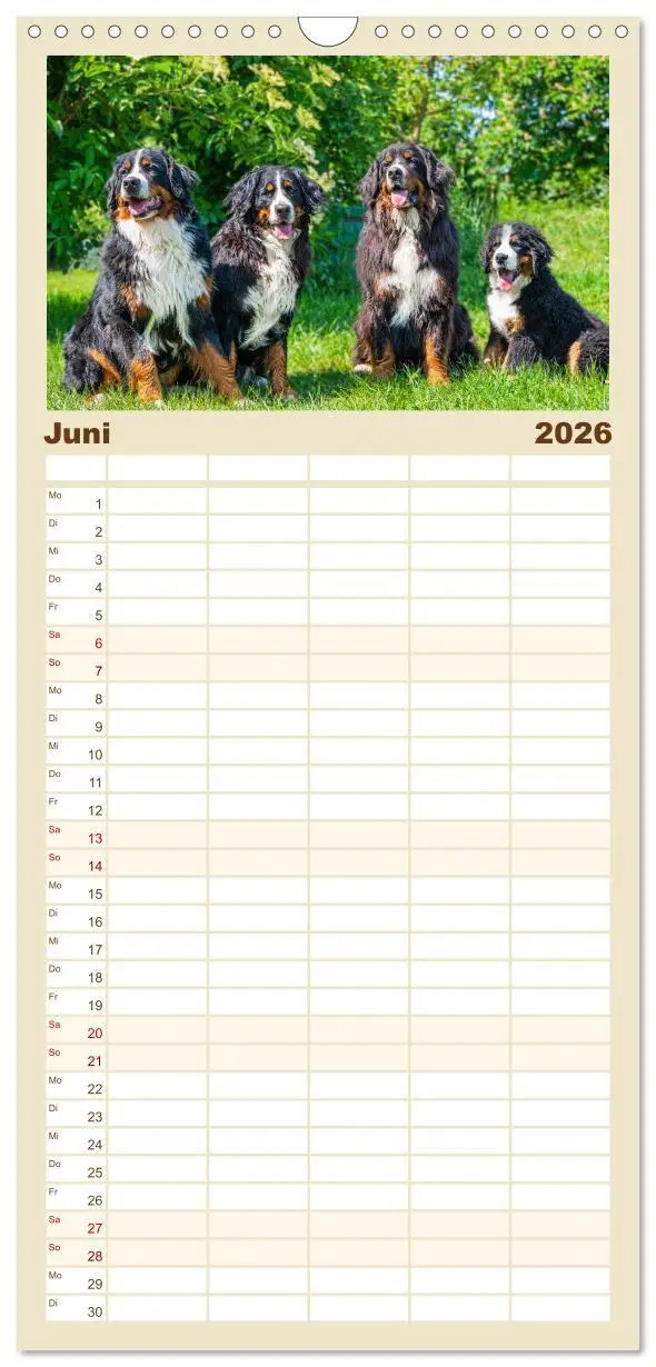 Bild: 9783516497120 | Familienplaner 2026 - Berner Sennenhund - Ein Freund auf vier...