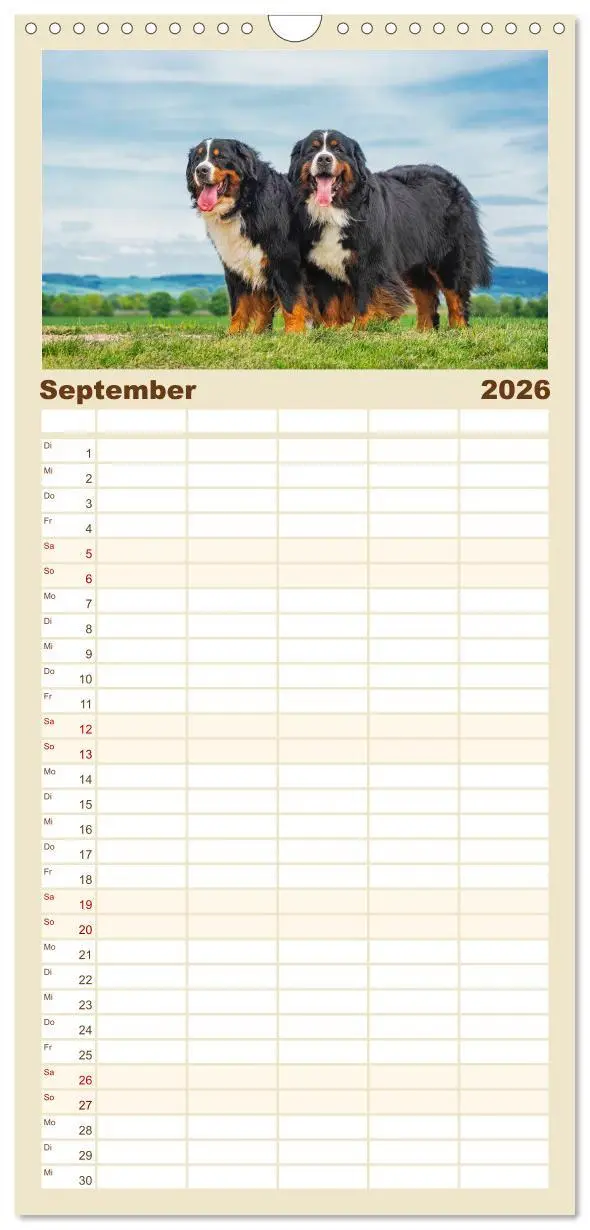 Bild: 9783516497120 | Familienplaner 2026 - Berner Sennenhund - Ein Freund auf vier...