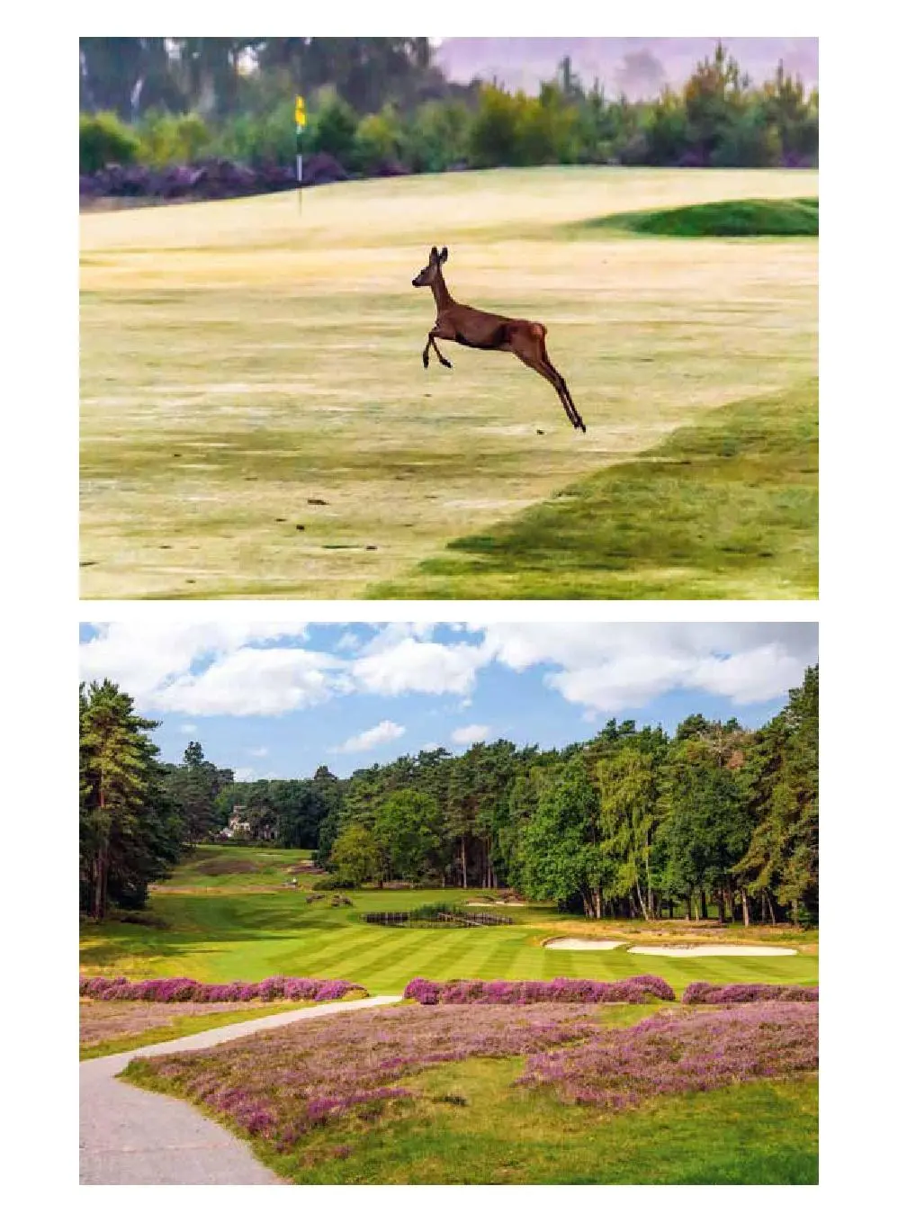 Bild: 9783966647120 | 150 Golfplätze, die man gespielt haben muss - Golf Geschenkbuch | Buch
