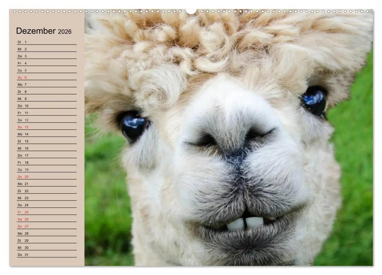 Bild: 9783516007220 | Alpakas und Lamas (hochwertiger Premium Wandkalender 2026 DIN A2...