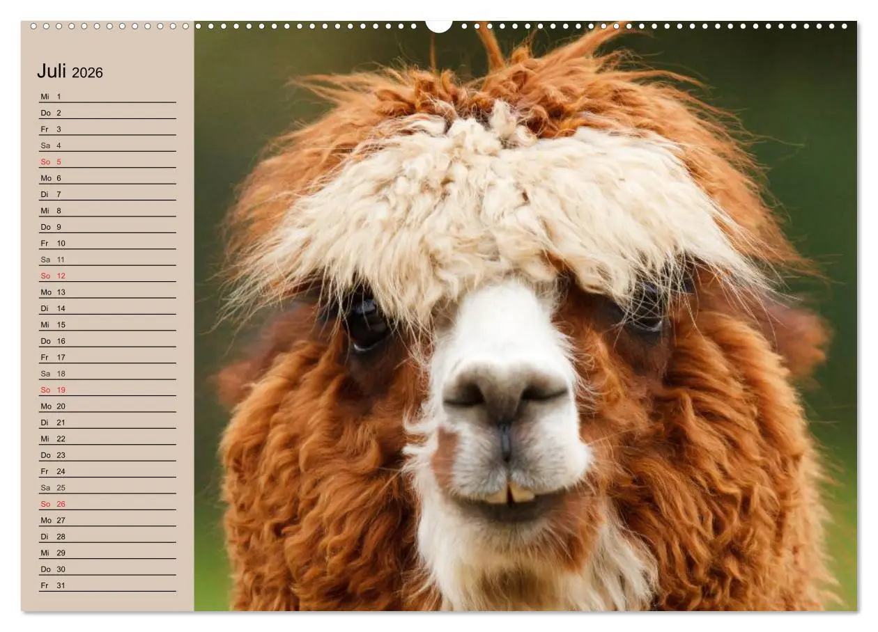 Bild: 9783516007220 | Alpakas und Lamas (hochwertiger Premium Wandkalender 2026 DIN A2...