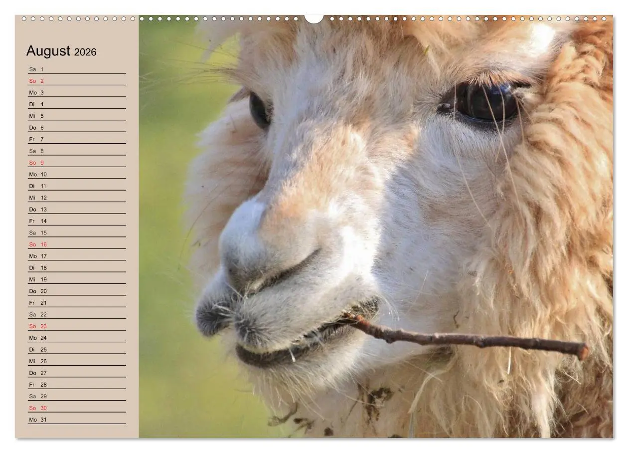 Bild: 9783516007220 | Alpakas und Lamas (hochwertiger Premium Wandkalender 2026 DIN A2...
