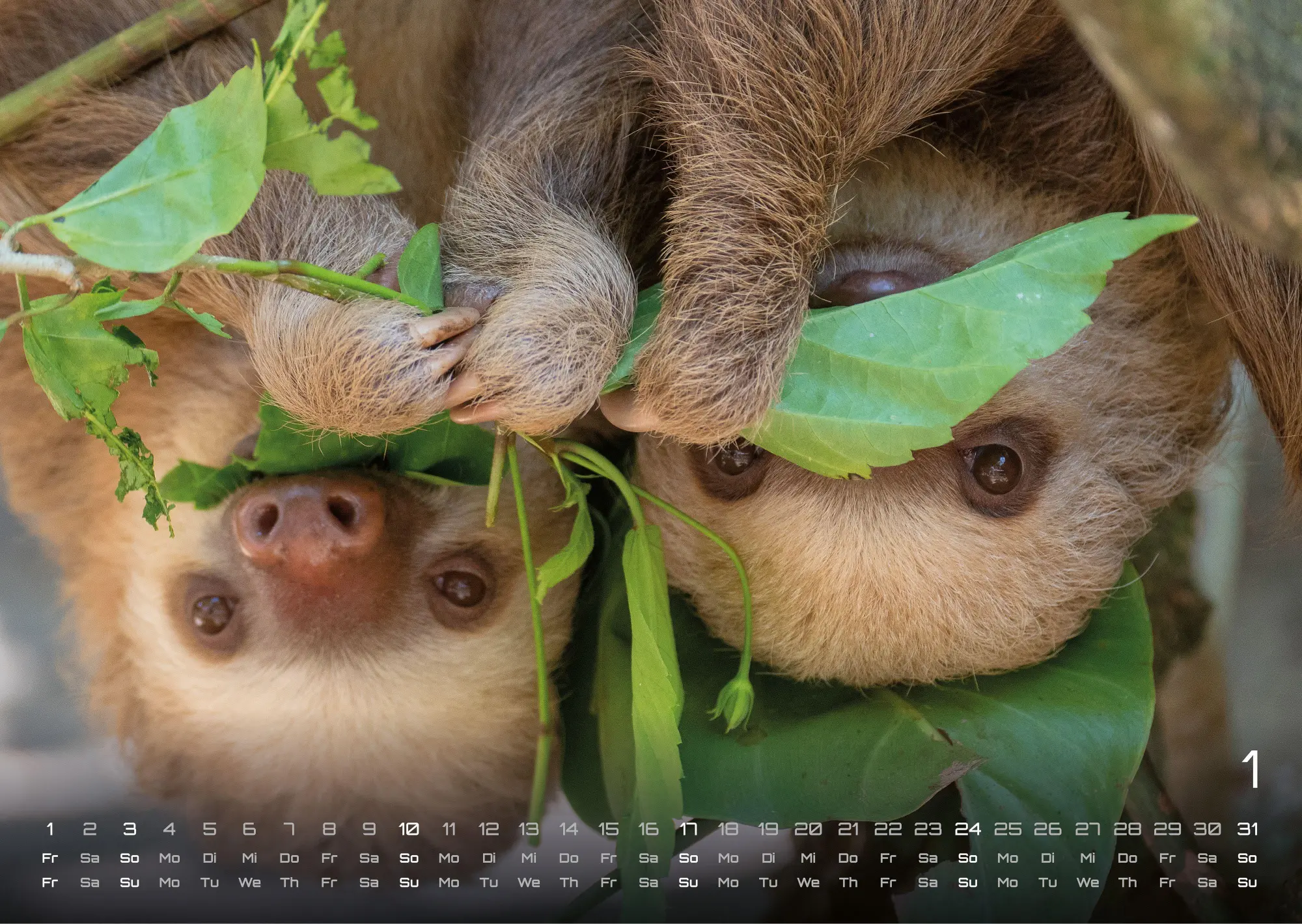 Bild: 9783986737320 | Faultiere - Chill mal! - 2027 - Kalender DIN A3 | GP-Fever. de | 15 S.
