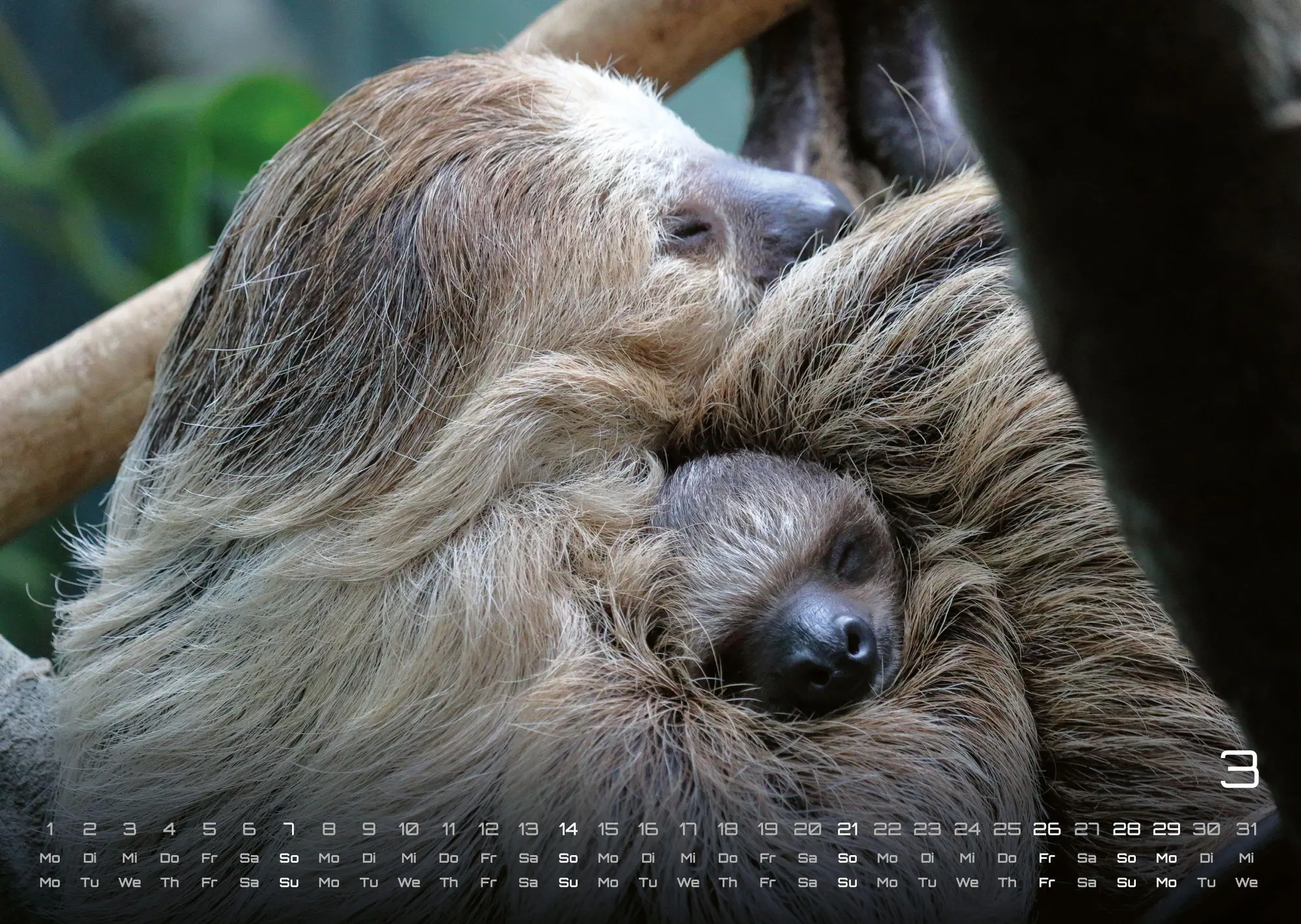 Bild: 9783986737320 | Faultiere - Chill mal! - 2027 - Kalender DIN A3 | GP-Fever. de | 15 S.