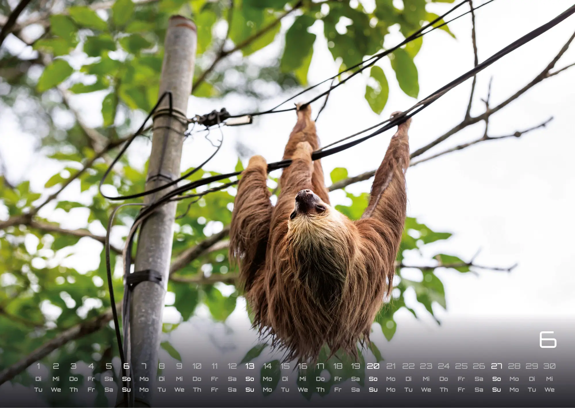 Bild: 9783986737320 | Faultiere - Chill mal! - 2027 - Kalender DIN A3 | GP-Fever. de | 15 S.