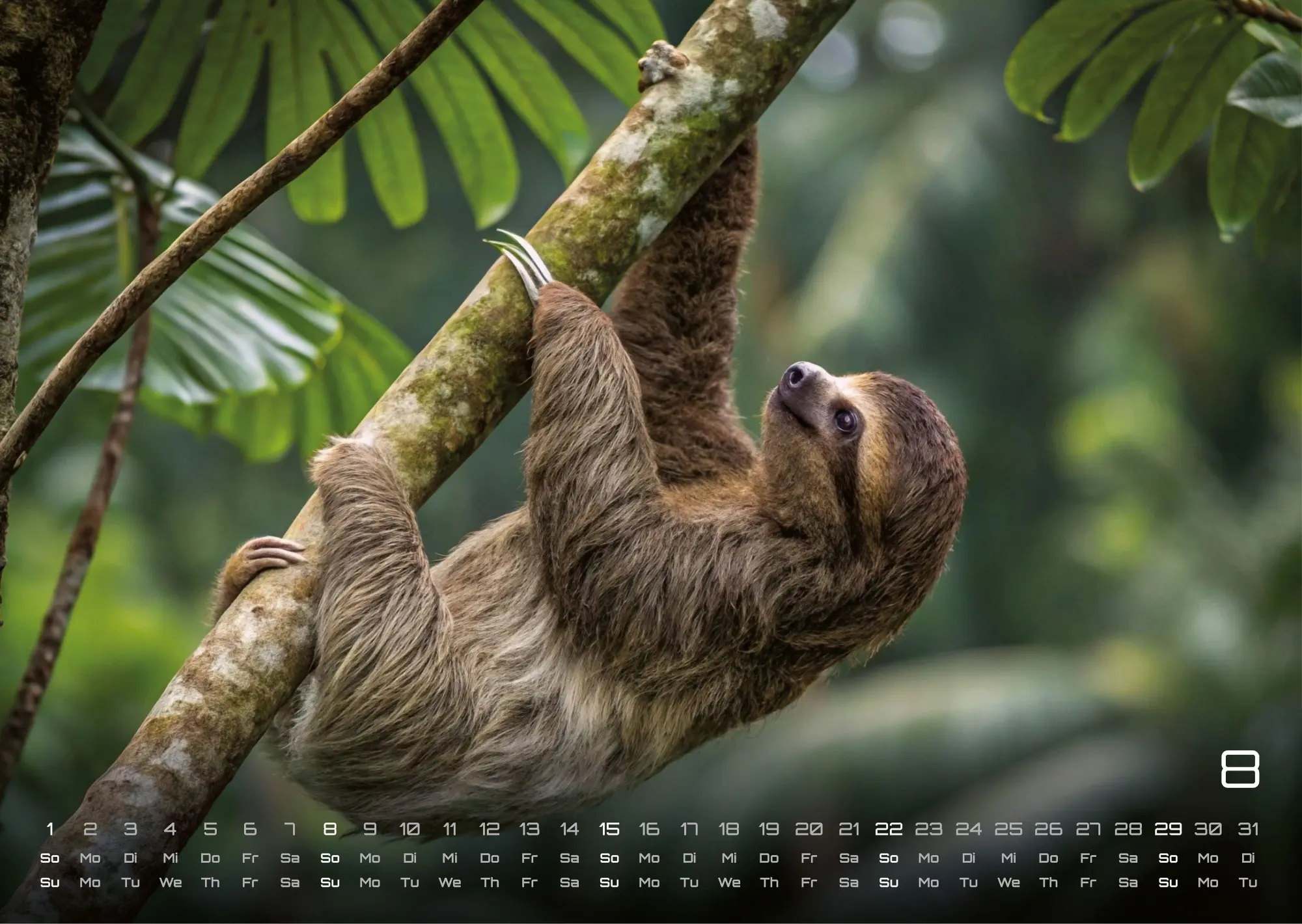 Bild: 9783986737320 | Faultiere - Chill mal! - 2027 - Kalender DIN A3 | GP-Fever. de | 15 S.