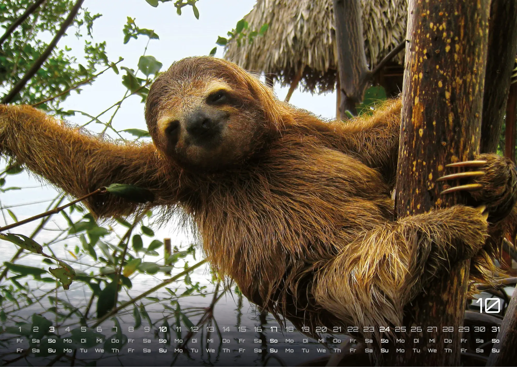 Bild: 9783986737320 | Faultiere - Chill mal! - 2027 - Kalender DIN A3 | GP-Fever. de | 15 S.
