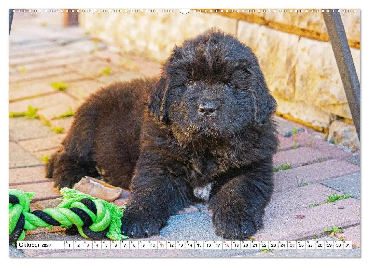 Bild: 9783457687420 | Neufundländer - Alle fangen mal klein an (hochwertiger Premium...