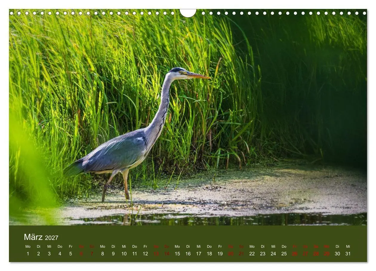 Bild: 9783594377420 | Reiher in der Elbmarsch (Wandkalender 2027 DIN A3 quer), CALVENDO...