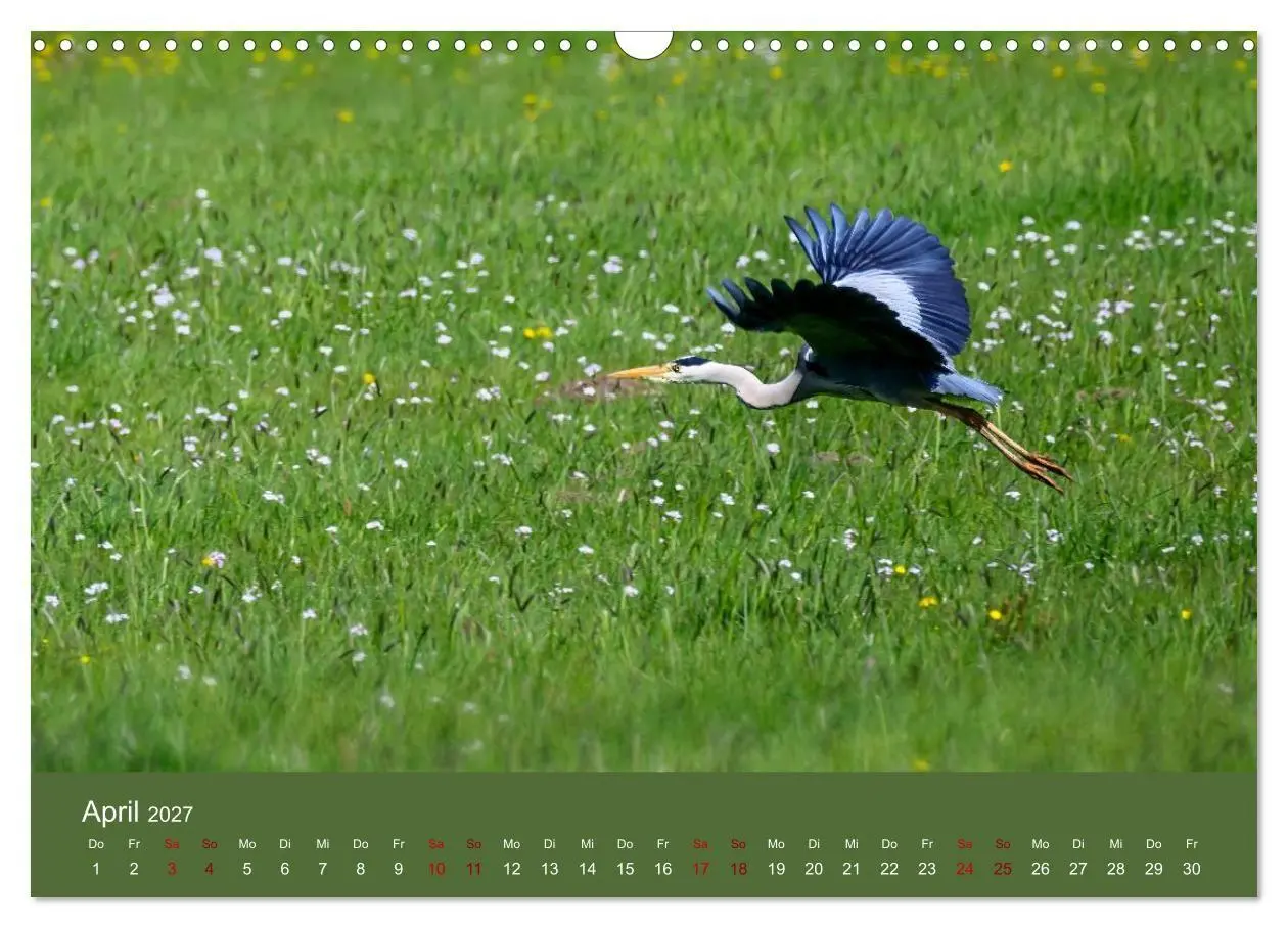 Bild: 9783594377420 | Reiher in der Elbmarsch (Wandkalender 2027 DIN A3 quer), CALVENDO...