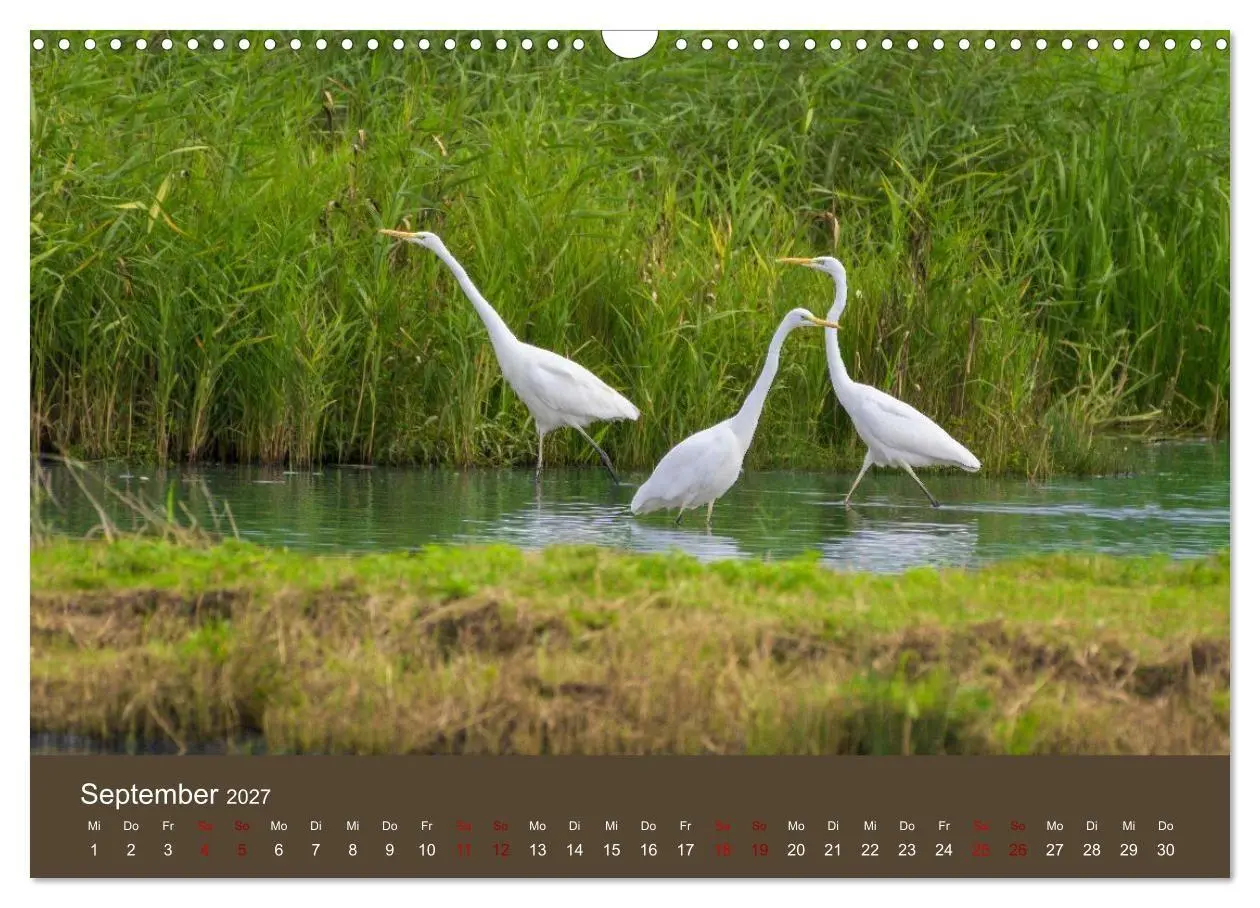 Bild: 9783594377420 | Reiher in der Elbmarsch (Wandkalender 2027 DIN A3 quer), CALVENDO...
