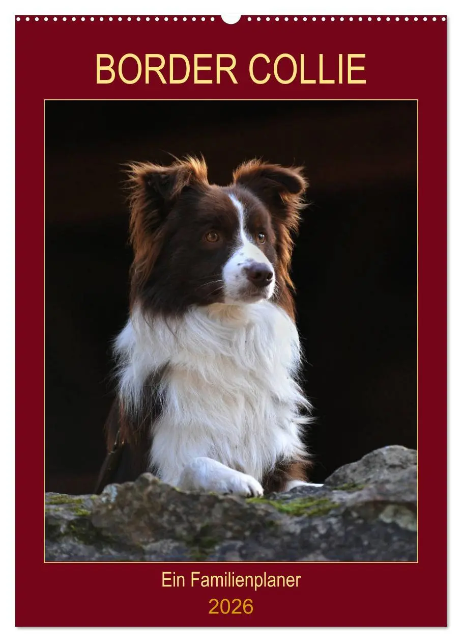 Cover: 9783516387520 | Border Collie - Ein Familienplaner (Wandkalender 2026 DIN A2 hoch),...