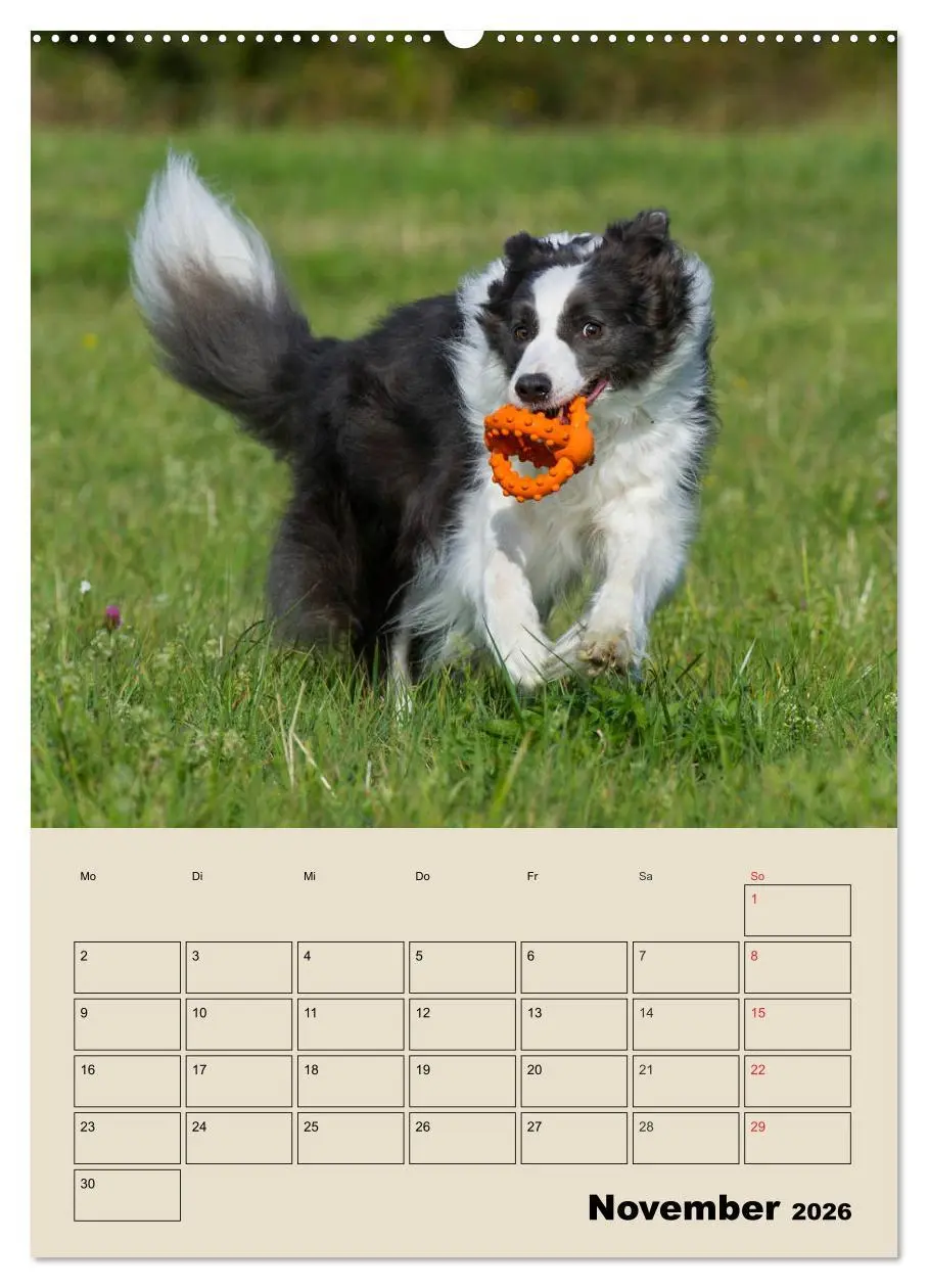 Bild: 9783516387520 | Border Collie - Ein Familienplaner (Wandkalender 2026 DIN A2 hoch),...