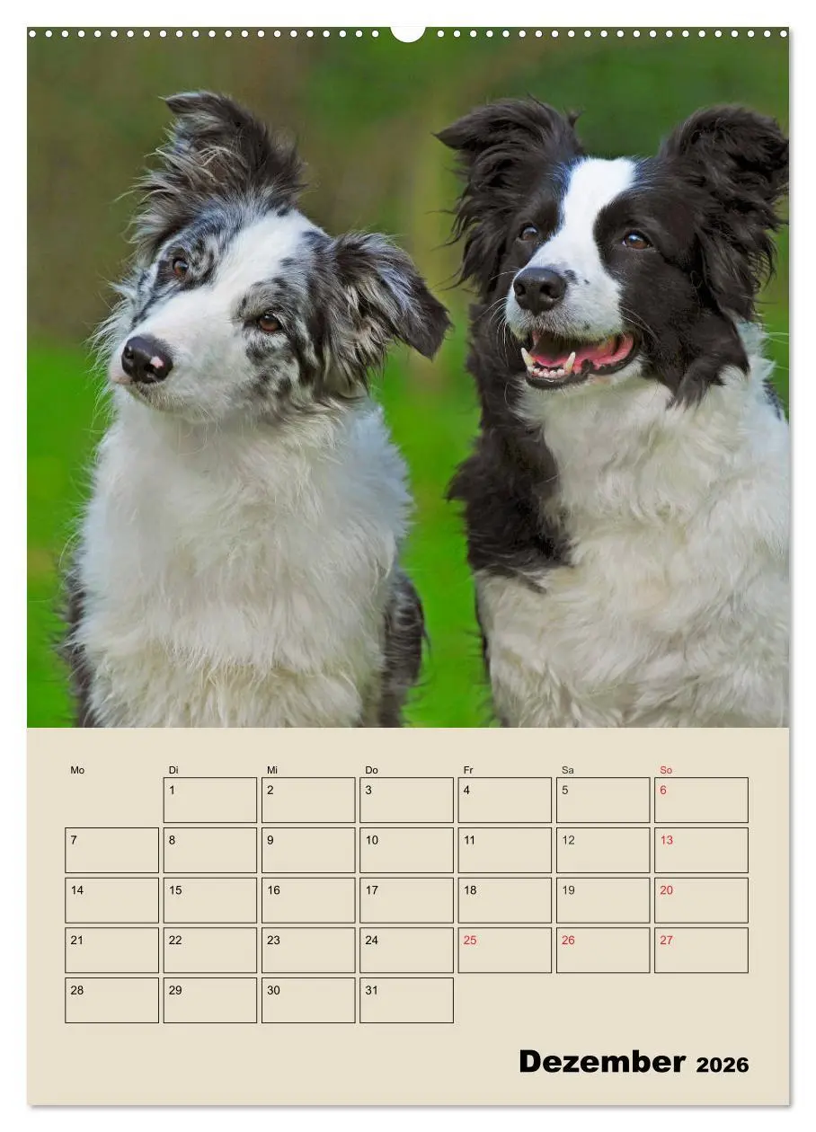 Bild: 9783516387520 | Border Collie - Ein Familienplaner (Wandkalender 2026 DIN A2 hoch),...