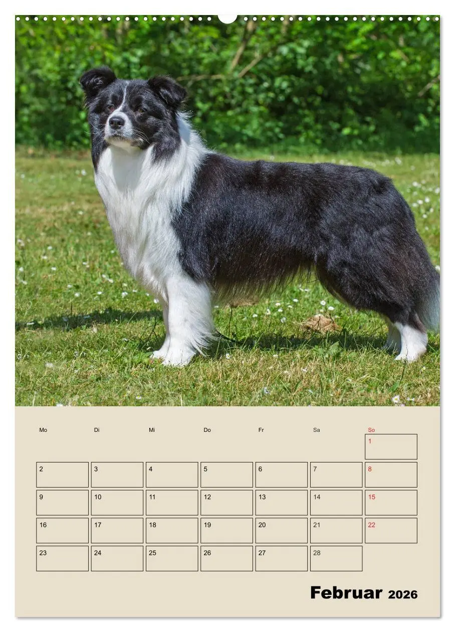Bild: 9783516387520 | Border Collie - Ein Familienplaner (Wandkalender 2026 DIN A2 hoch),...