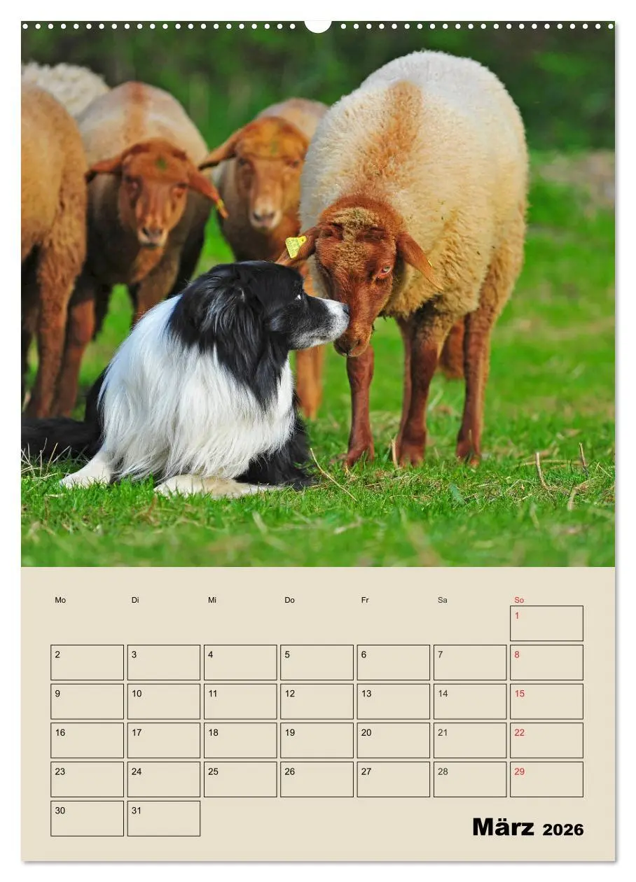 Bild: 9783516387520 | Border Collie - Ein Familienplaner (Wandkalender 2026 DIN A2 hoch),...